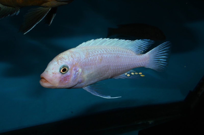 Maylandia callainos 'Luwino Reef'